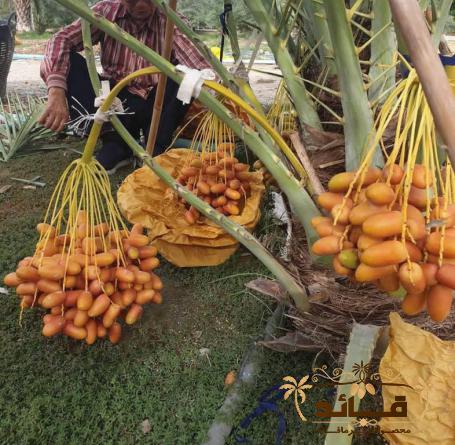 بازار خرید خرمای برحی تازه