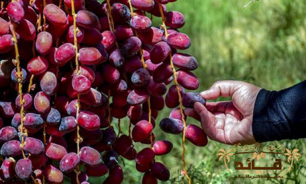 عرضه کننده خرما مضافتی خوشه ای