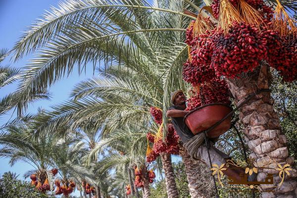 آشنایی با خرما حاج باقری + قیمت استثنایی خرید خرما حاج باقری