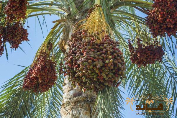 قیمت خرما حاجی آباد + خرید انواع متنوع خرما حاجی آباد